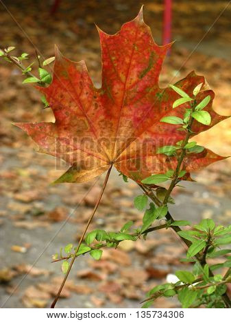 autumn coming