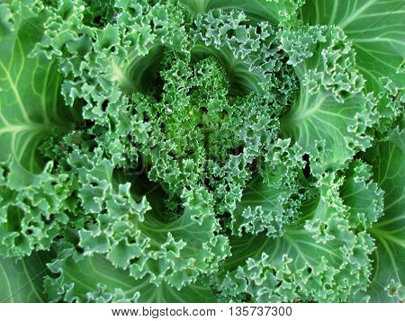 Close up of beautiful interesting plant