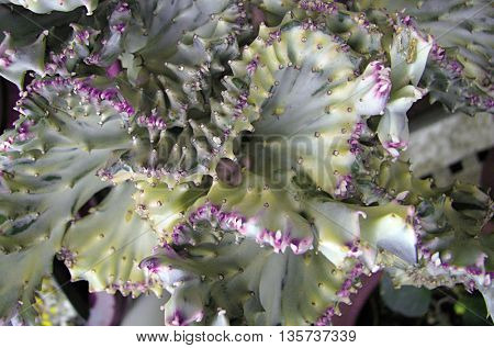 Close up of beautiful and very interesting plant