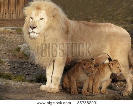   Lion caring for his two little babies
