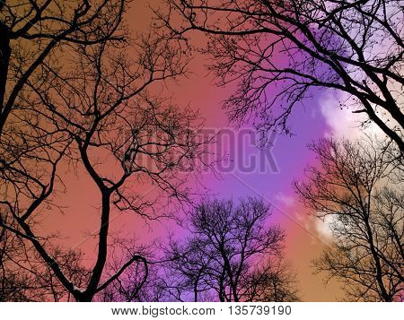 Leafless branches under beautiful rainbow sunset