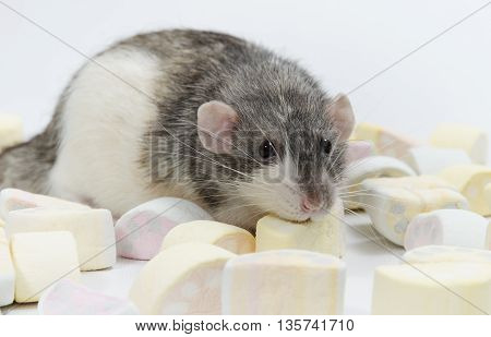 Decorative rat and marmalade on a white background. Nikotin.