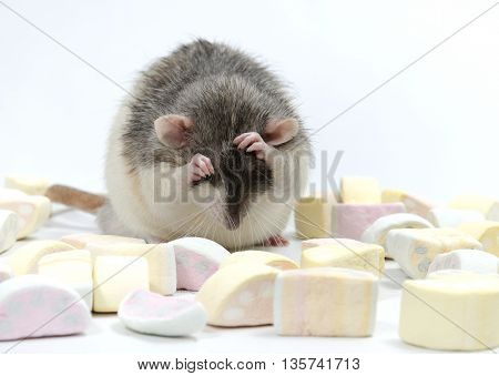 Decorative rat and marmalade on a white background. Nikotin.