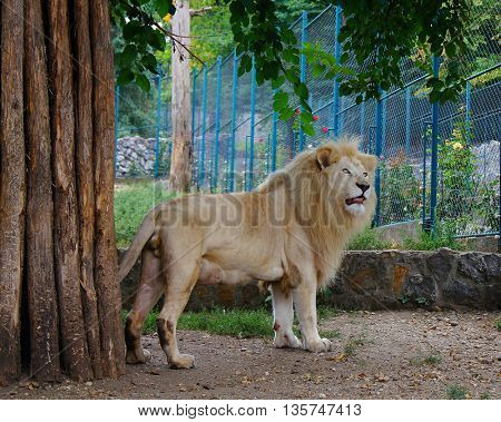 lion