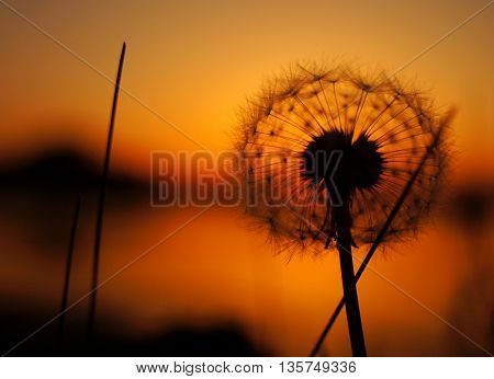 flowers background dandelion on sunset