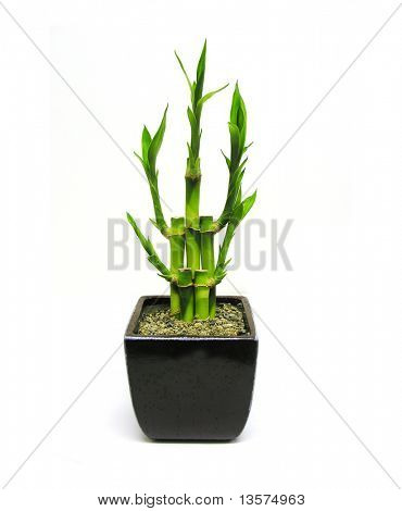 Et foto af en bambus plante
