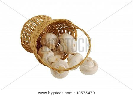 Frische Champignons