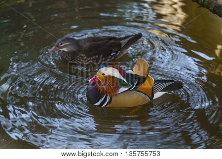 Male Wood Duck, Duck on Water, Carolina Duck, Bird, Duck, 