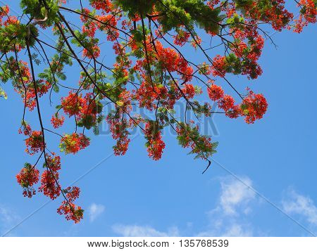 Beautiful red and orange Peacock flower on tree against with clear blue sky as background (selective focus).