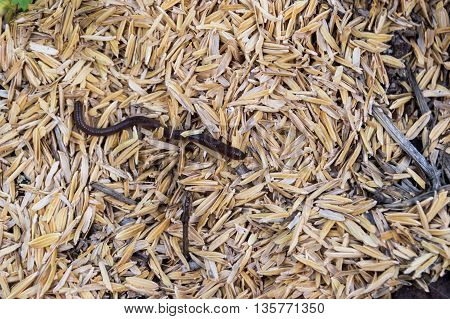 Earthworm, Lumbricina, Haplotaxida. Small creatures with the blazing making the soil and plants.