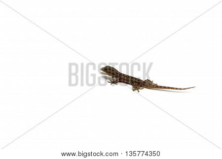 House Lizard Isolated On White Background.