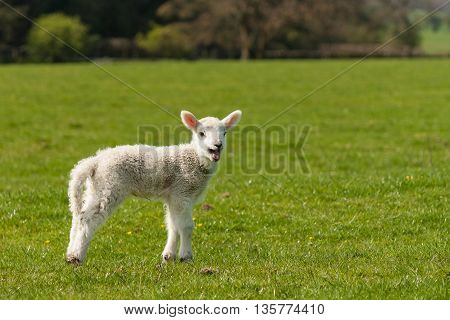 isolated bleating newborn lamb standing on meadow