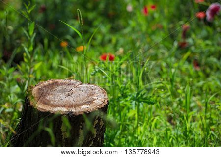 stump stay in the green grass and little flowers