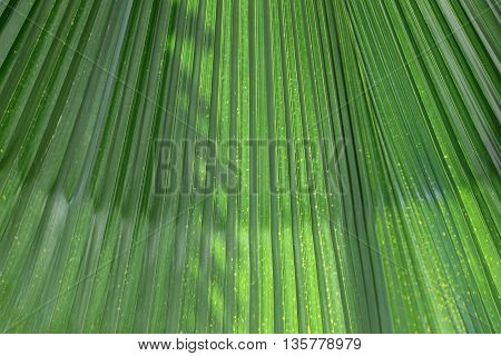 Green leaves with bright sunshine in the morning the design concept for the background naturally.