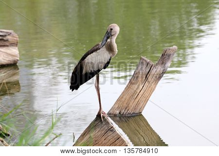 Egret or Pelicans standing on Timber of public park and Seeking the foods.