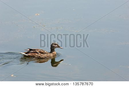 A flock of wild ducks enjoying the Danube