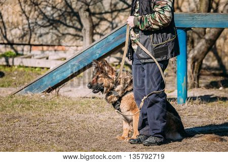 German shepherd dog training. Biting dog. Alsatian Wolf Dog. Deutscher, dog