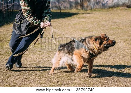 Angry German shepherd dog training. Biting dog. Alsatian Wolf Dog. Deutscher, dog