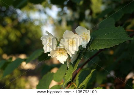 White jasmine flowers in the summer garden
