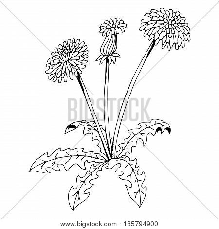 Taraxacum dandelion flower graphic art black white isolated illustration vector