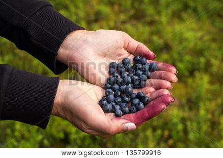 A handful of beautiful ripe sweet blueberries lies in the hands of women