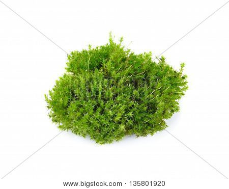 green mos isolated on a white background