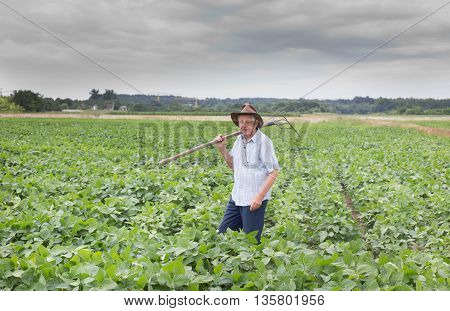 Senior Peasant In Soybean Field