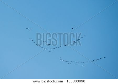 Flock Of Geese Flies In V-formation Flying In Sunny Blue Autumn or Spring Sky
