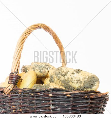 Dirty ground potatoes in a wicker basket