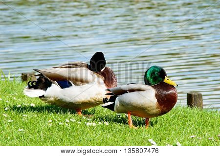 Pair of cute mallard ducks preening themselves and walking near pond with copy space over water