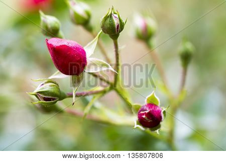 Rose buds in the garden over natural background after rain