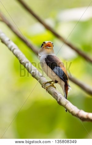 Colorful Bird Silver-breasted Broadbil