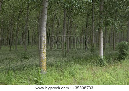 Forests In France