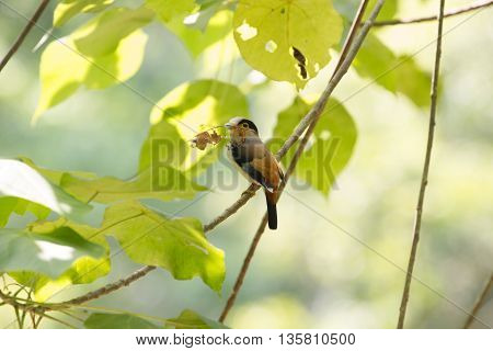 Colorful Bird Silver-breasted Broadbil