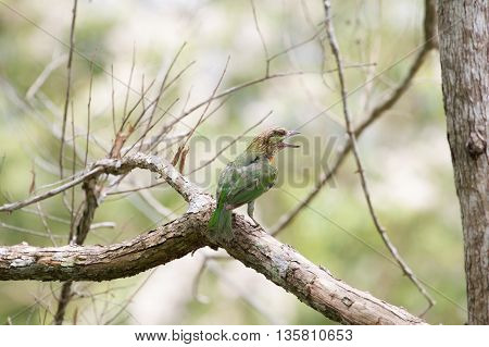 Picture Of Green-eared Barbet
