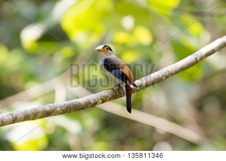 Colorful Bird Silver-breasted Broadbil