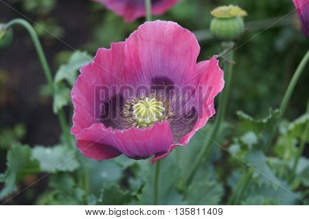 Pink poppy flower in the summer garden
