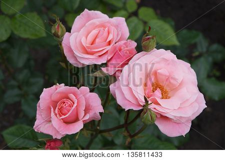 Pink Rose flowers and green leaves in the garden