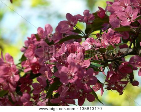 Apple tree spring blossom in the spring garden