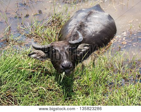 Buffalo. Thai Water Buffalo animal grazing in marshy swamp area in upcountry.