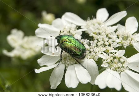 Lamprima aurata golden stag adult female beetle on blossomed white flower