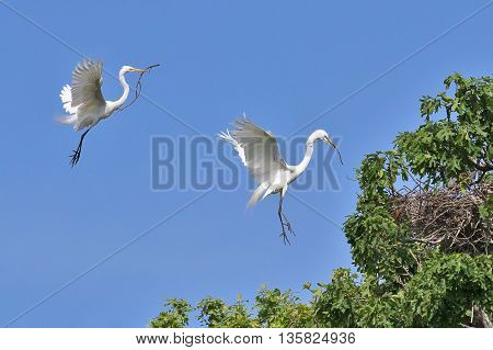 Two great egrets (Ardea alba) flying and making a nest