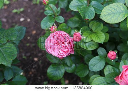 The beautiful shrub roses in the garden.