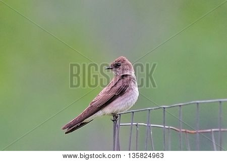 Northern Rough-Winged Swallow (Stelgidopteryx serripennis) bird sitting on wire fence