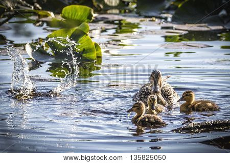 Adult mallard duck and ducklings (Anas platyrhynchos) floating and splashing in pond