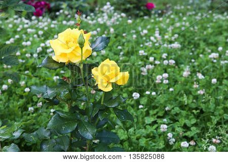 The beautiful shrub roses in the garden.