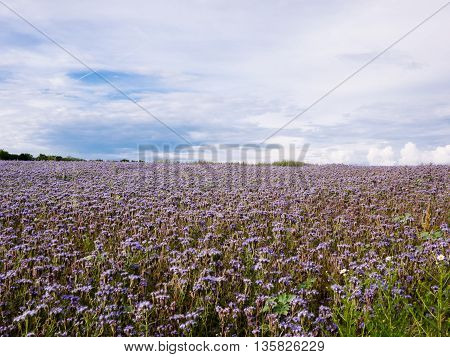 Field with Phacelia tanacetifolia flowers in summer afternoon