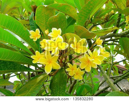 The frangipani flower or Leelawadee flowers in Thailand