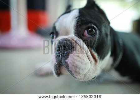 Dog Breed Blue Dog face numb. But I love the page