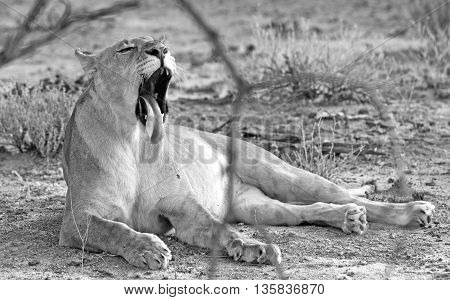 Isolated lioness yawning while resting under a tree in Erindi Game reserve in mono